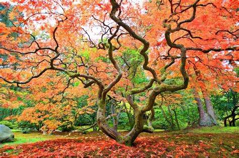 japanese maple mature tree